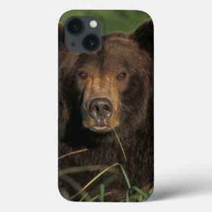 ヒグマ、Ursusのarctos、灰色グマ、Ursus 9 iPhone 13ケース