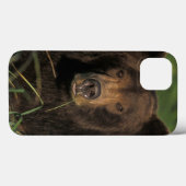 ヒグマ、Ursusのarctos、灰色グマ、Ursus 9 Case-Mate iPhoneケース (裏面 (横))
