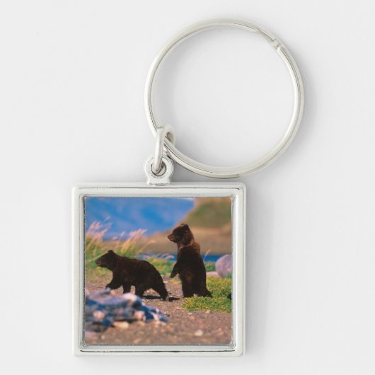 ヒグマ, Ursus arctos, アラスカ半島, キーホルダー (正面)