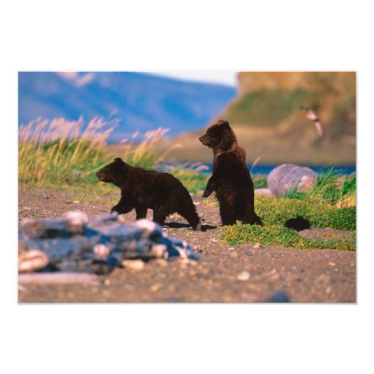 ヒグマ, Ursus arctos, アラスカ半島, フォトプリント (正面)