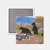 ヒグマ, Ursus arctos, アラスカ半島, マグネット (正面/裏面)