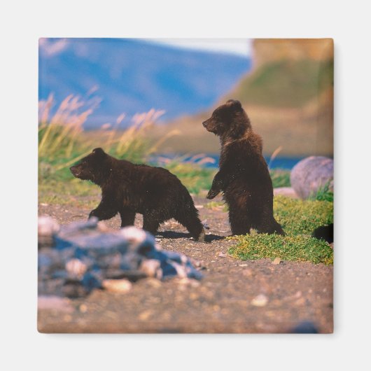 ヒグマ, Ursus arctos, アラスカ半島, マグネット (正面)