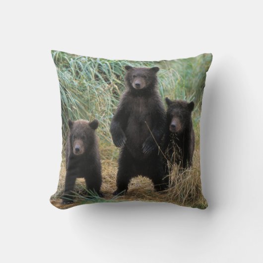 ヒグマ, Ursus arctos, グリズリーベア, Ursus 7 2 クッション (正面)