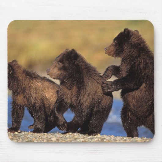 ヒグマ, Ursus arctos, グリズリー マウスパッド (正面)