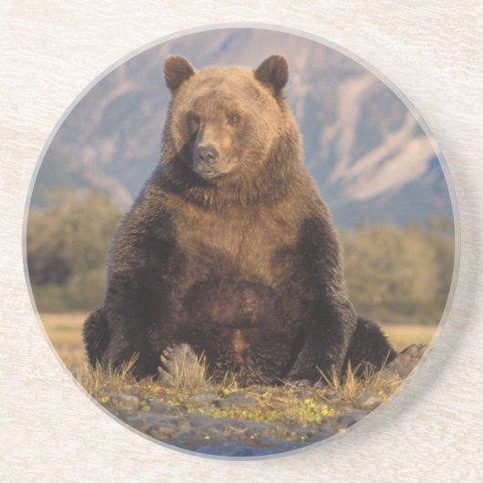 ヒグマ, Ursus arctos, グリズリー, Ursus コースター (正面)