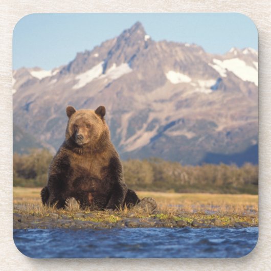 ヒグマ, Ursus arctos, グリズリー, Ursus コースター (正面)