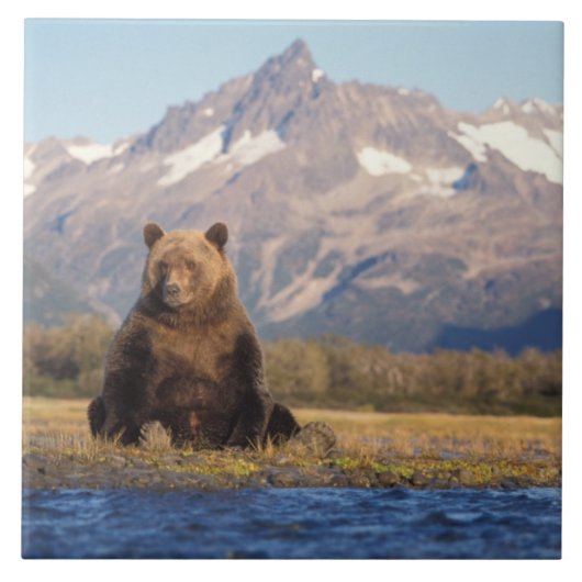 ヒグマ, Ursus arctos, グリズリー, Ursus タイル (正面)