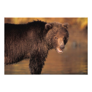 ヒグマ, Ursus arctos, グリズリー, Ursus フォトプリント