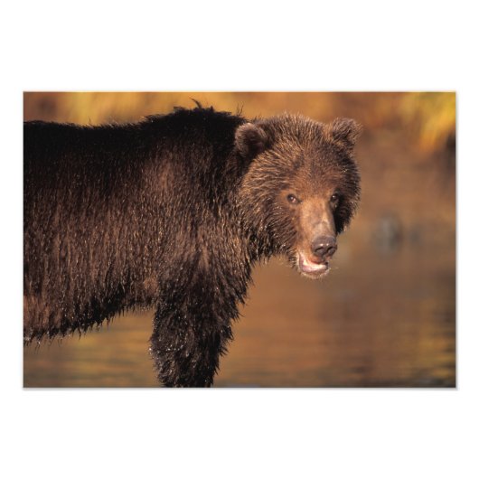 ヒグマ, Ursus arctos, グリズリー, Ursus フォトプリント (正面)