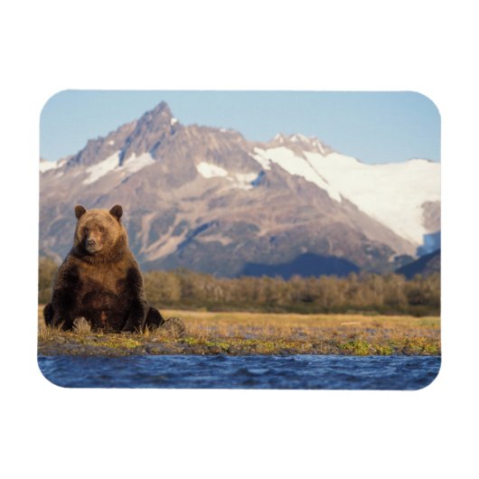ヒグマ, Ursus arctos, グリズリー, Ursus マグネット (横)