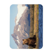 ヒグマ, Ursus arctos, グリズリー, Ursus マグネット (縦)