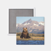 ヒグマ, Ursus arctos, グリズリー, Ursus マグネット (正面/裏面)
