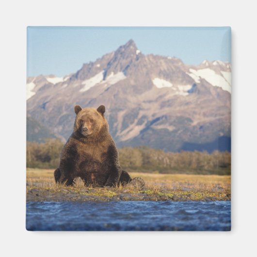 ヒグマ, Ursus arctos, グリズリー, Ursus マグネット (正面)