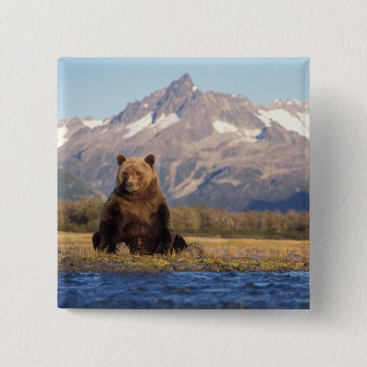 ヒグマ, Ursus arctos, グリズリー, Ursus 缶バッジ (正面)