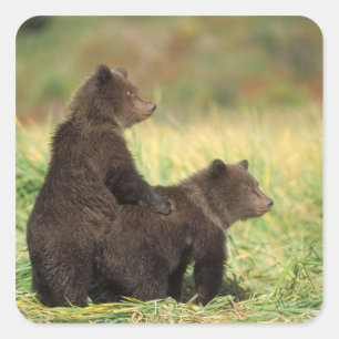 ヒグマ, Ursus arctos, グリズリー, Ursus 2 スクエアシール