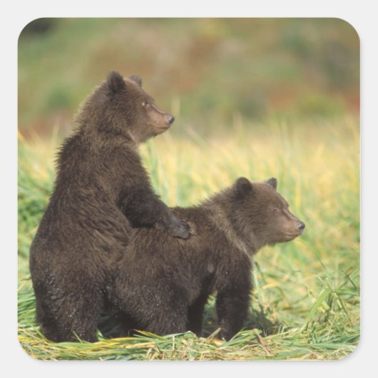 ヒグマ, Ursus arctos, グリズリー, Ursus 2 スクエアシール (正面)