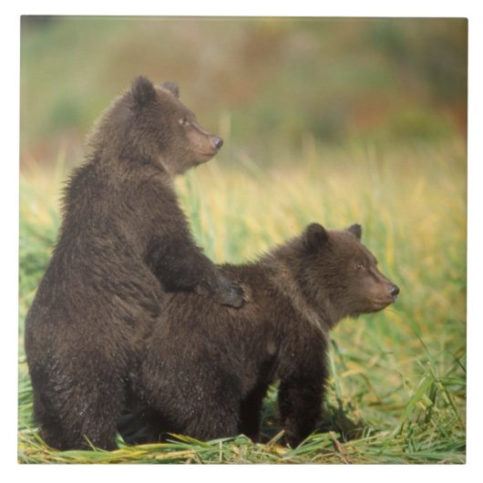 ヒグマ, Ursus arctos, グリズリー, Ursus 2 タイル (正面)