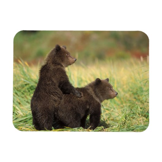 ヒグマ, Ursus arctos, グリズリー, Ursus 2 マグネット (横)