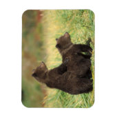 ヒグマ, Ursus arctos, グリズリー, Ursus 2 マグネット (縦)