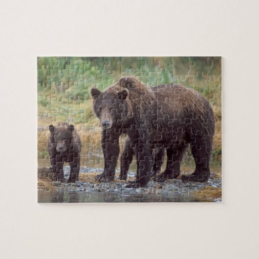 ヒグマ, Ursus arctos, グリズリー, Ursus 3 ジグソーパズル (横)