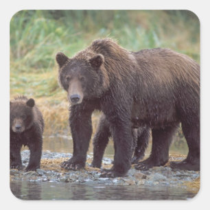 ヒグマ, Ursus arctos, グリズリー, Ursus 3 スクエアシール