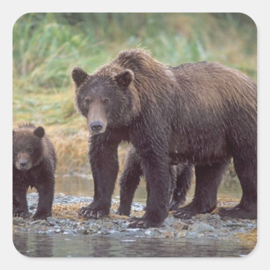 ヒグマ, Ursus arctos, グリズリー, Ursus 3 スクエアシール (正面)