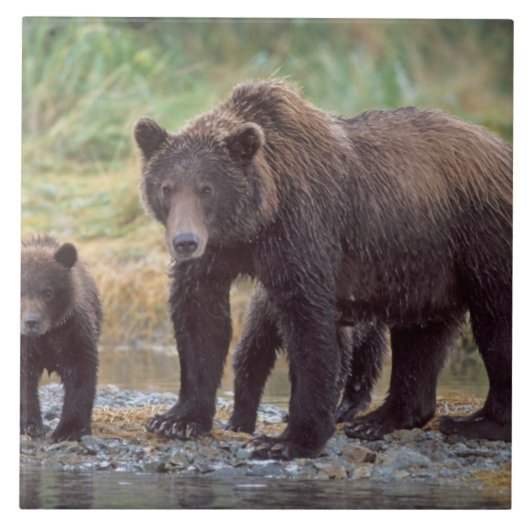 ヒグマ, Ursus arctos, グリズリー, Ursus 3 タイル (正面)