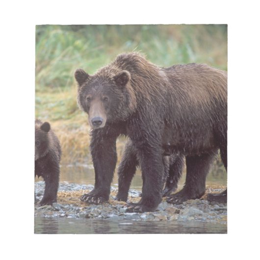 ヒグマ, Ursus arctos, グリズリー, Ursus 3 ノートパッド (正面)