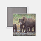 ヒグマ, Ursus arctos, グリズリー, Ursus 3 マグネット (正面/裏面)