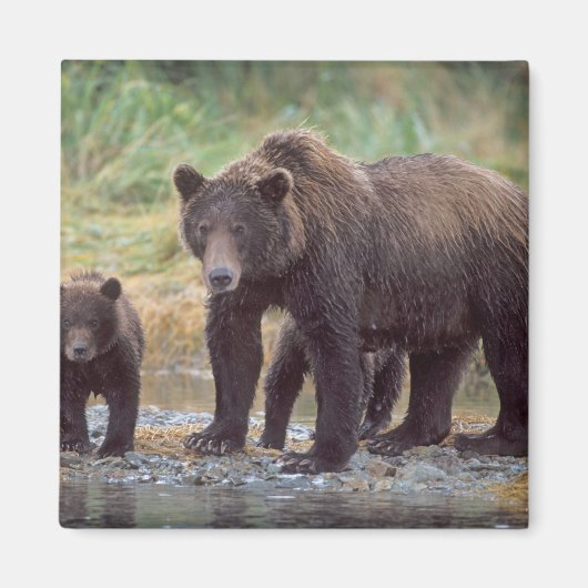 ヒグマ, Ursus arctos, グリズリー, Ursus 3 マグネット (正面)