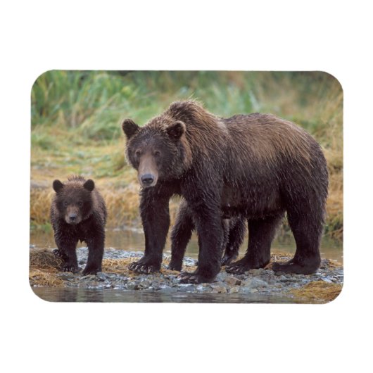 ヒグマ, Ursus arctos, グリズリー, Ursus 3 マグネット (横)