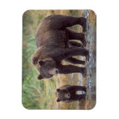 ヒグマ, Ursus arctos, グリズリー, Ursus 3 マグネット (縦)