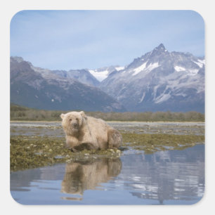 ヒグマ, Ursus arctos, グリズリー, Ursus 4 スクエアシール
