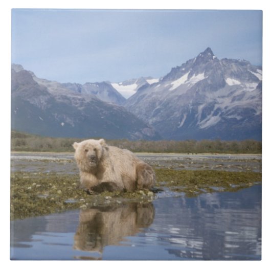 ヒグマ, Ursus arctos, グリズリー, Ursus 4 タイル (正面)