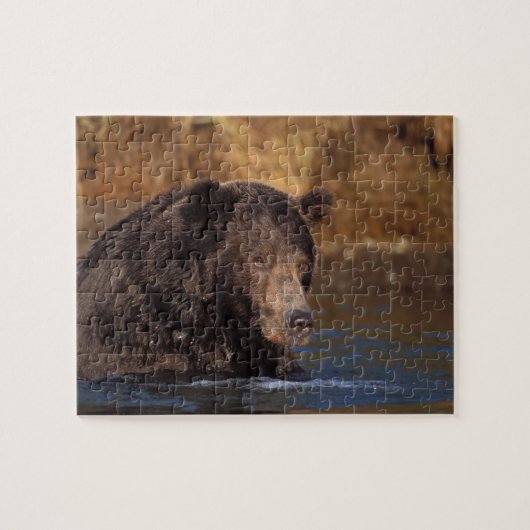 ヒグマ, Ursus arctos, グリズリー, Ursus 5 ジグソーパズル (横)