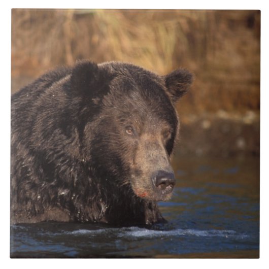 ヒグマ, Ursus arctos, グリズリー, Ursus 5 タイル (正面)