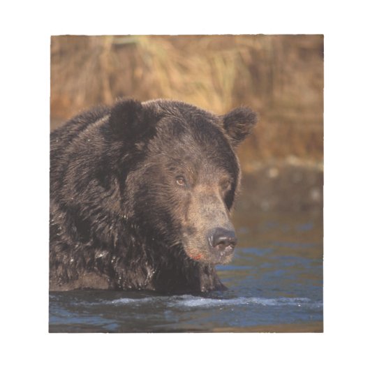 ヒグマ, Ursus arctos, グリズリー, Ursus 5 ノートパッド (正面)