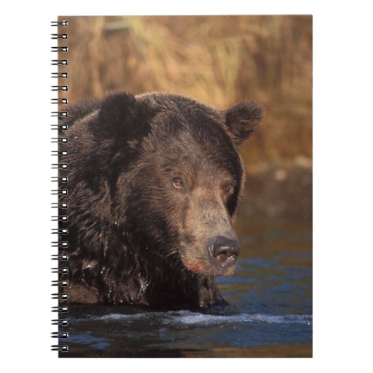 ヒグマ, Ursus arctos, グリズリー, Ursus 5 ノートブック (正面)