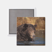 ヒグマ, Ursus arctos, グリズリー, Ursus 5 マグネット (正面/裏面)