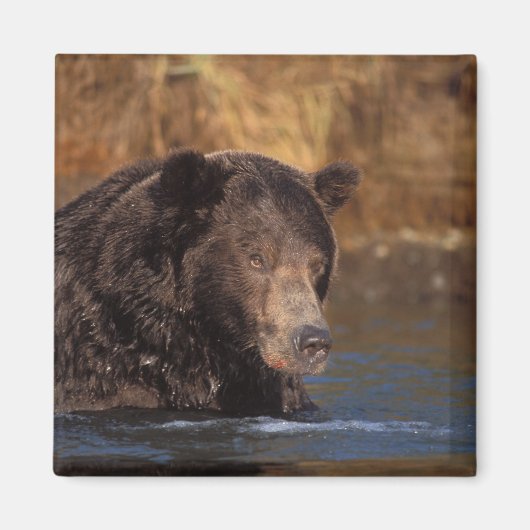 ヒグマ, Ursus arctos, グリズリー, Ursus 5 マグネット (正面)