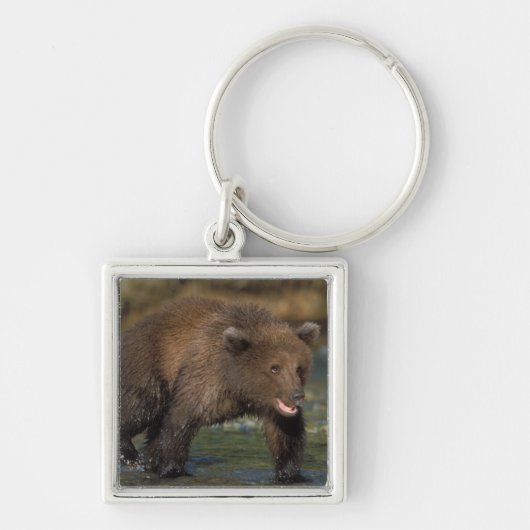 ヒグマ, Ursus arctos, グリズリー, Ursus 6 キーホルダー (正面)
