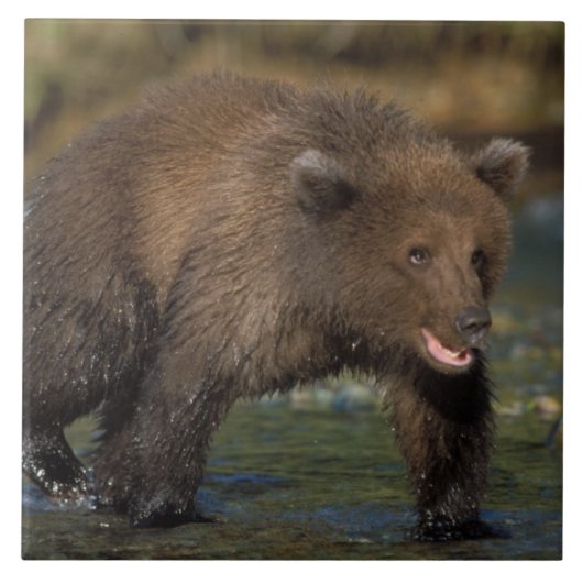 ヒグマ, Ursus arctos, グリズリー, Ursus 6 タイル (正面)