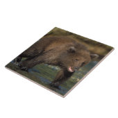 ヒグマ, Ursus arctos, グリズリー, Ursus 6 タイル (側面)