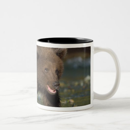 ヒグマ, Ursus arctos, グリズリー, Ursus 6 ツートーンマグカップ (右)