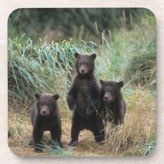ヒグマ, Ursus arctos, グリズリー, Ursus 7 コースター (正面)