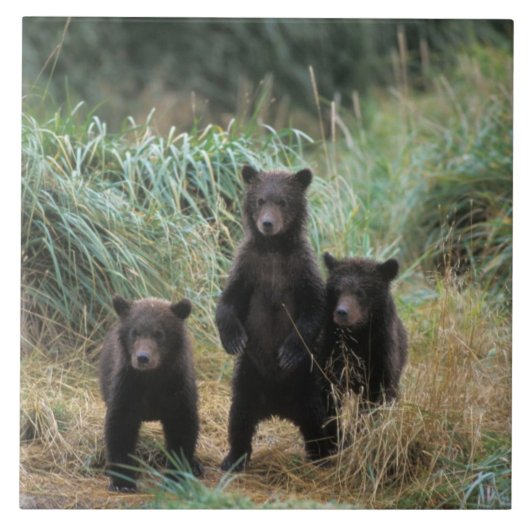 ヒグマ, Ursus arctos, グリズリー, Ursus 7 タイル (正面)