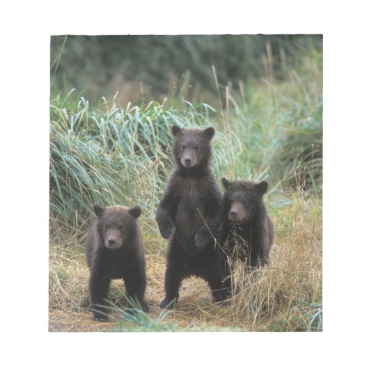 ヒグマ, Ursus arctos, グリズリー, Ursus 7 ノートパッド (正面)