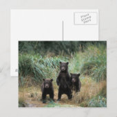 ヒグマ, Ursus arctos, グリズリー, Ursus 7 ポストカード (正面/裏面)