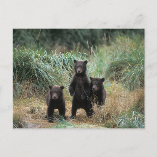ヒグマ, Ursus arctos, グリズリー, Ursus 7 ポストカード (正面)