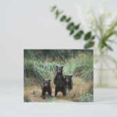 ヒグマ, Ursus arctos, グリズリー, Ursus 7 ポストカード (スタンド正面)